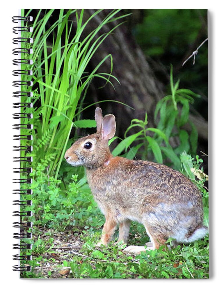 Rabbit In The Grass Spiral Notebook featuring the photograph Rabbit in the Grass by Angela Murdock
