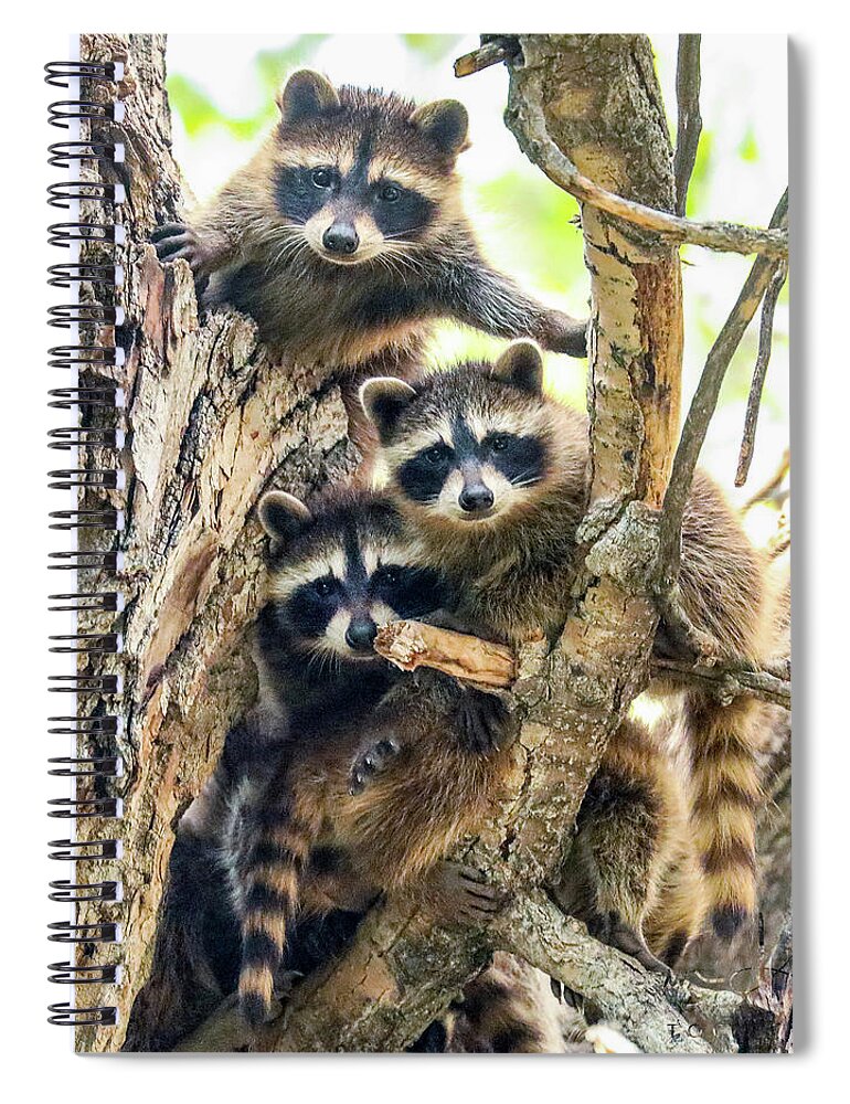 Animals Spiral Notebook featuring the photograph Raccoon Babies by Dawn Key