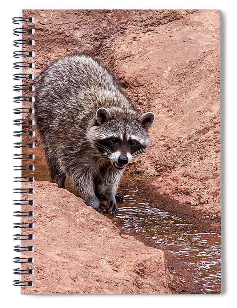 Airzona Spiral Notebook featuring the photograph Raccoon in Stream, Arizona by Dawn Richards