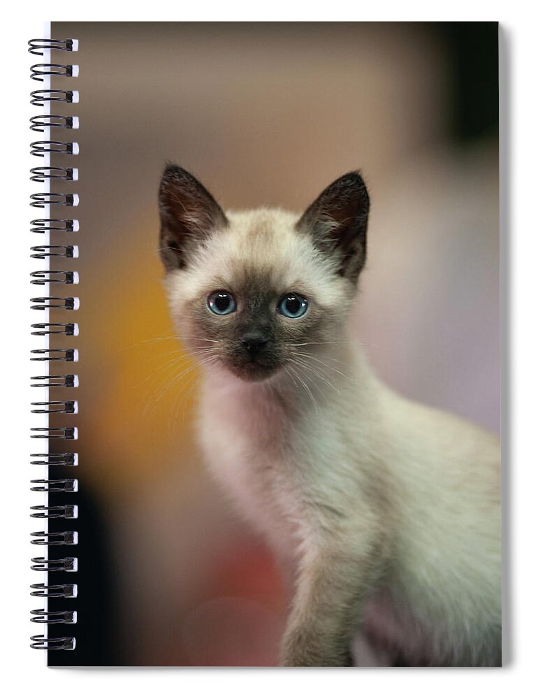 Cat Spiral Notebook featuring the photograph Ragnar by DArcy Evans