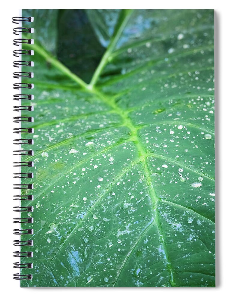 Leaf Spiral Notebook featuring the photograph Rain Drops On Elephant's Ear by Steven Sparks