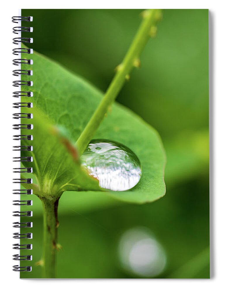 Leaf Spiral Notebook featuring the photograph Rain Drops On Green Leaves by Amelia Pearn