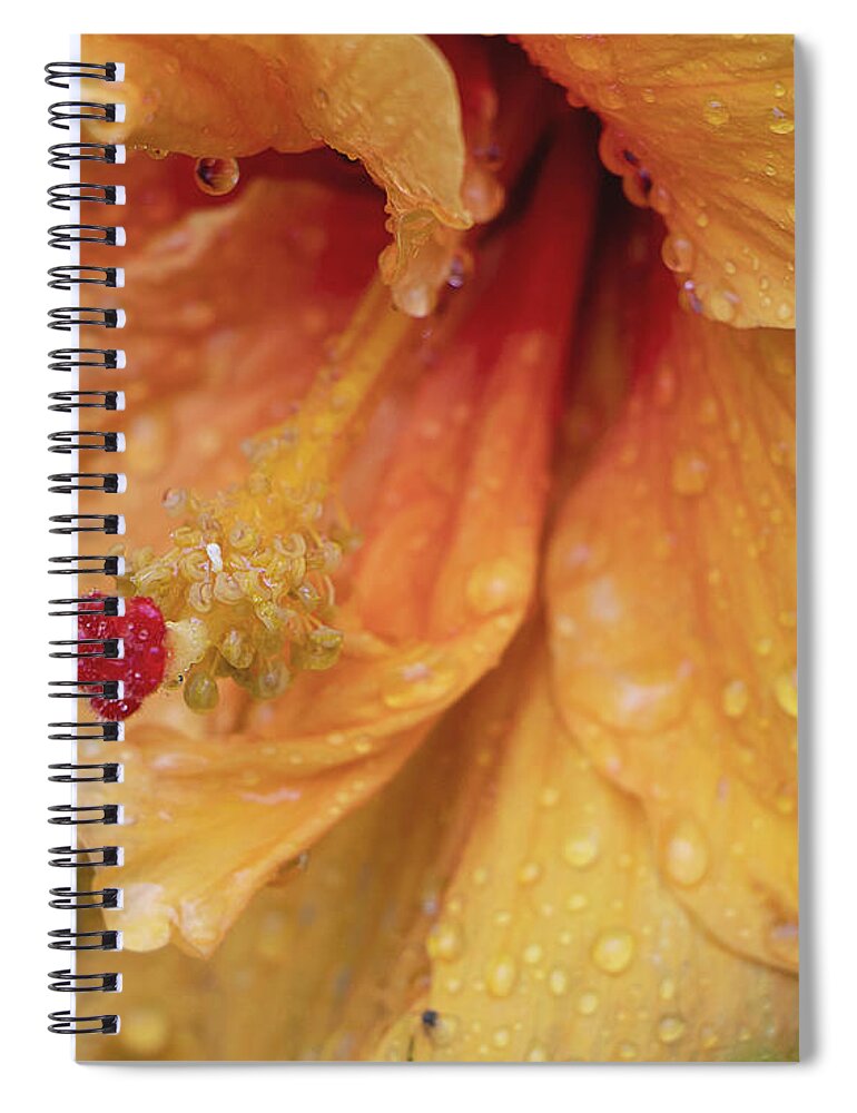 Hibiscus Spiral Notebook featuring the photograph Rain Kissed by M Kathleen Warren