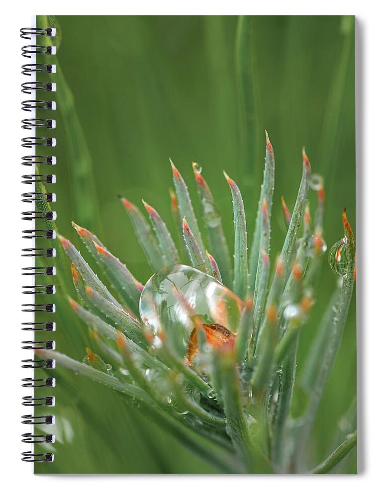 Rain Spiral Notebook featuring the photograph Rain On Pine Bud by Karen Rispin