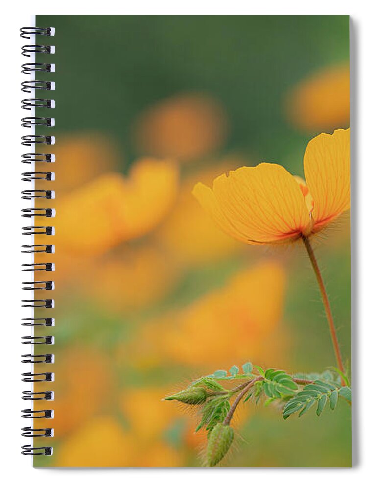 Arizona Spiral Notebook featuring the photograph Rain Poppies by Maresa Pryor-Luzier
