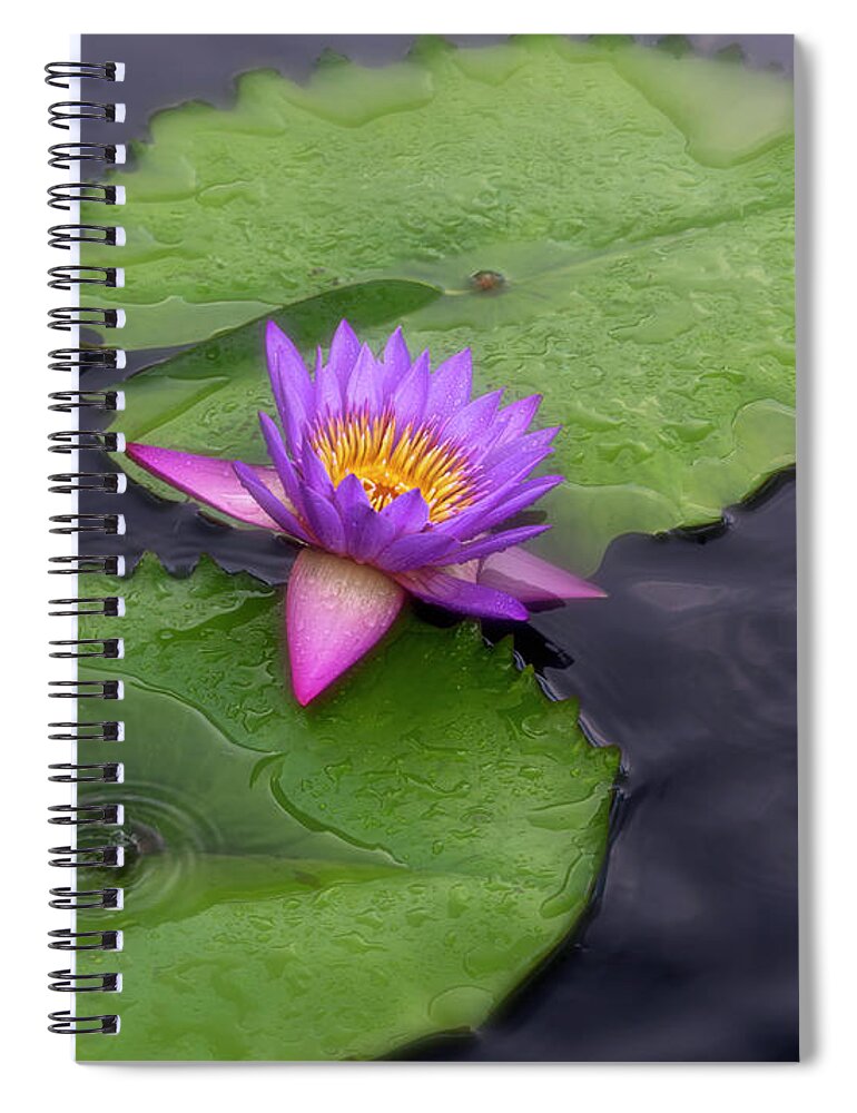 Summer Spiral Notebook featuring the photograph Raindrops and lilies. by Usha Peddamatham