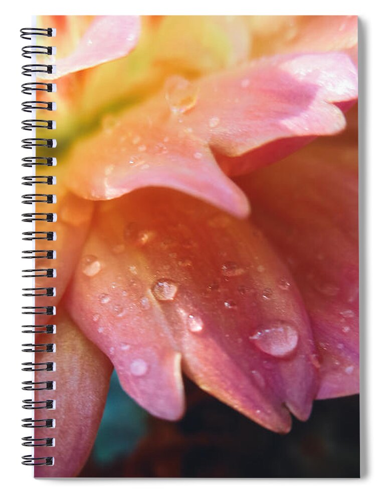 Dahlia Pinnata Spiral Notebook featuring the photograph Raindrops and Petals by W Craig Photography