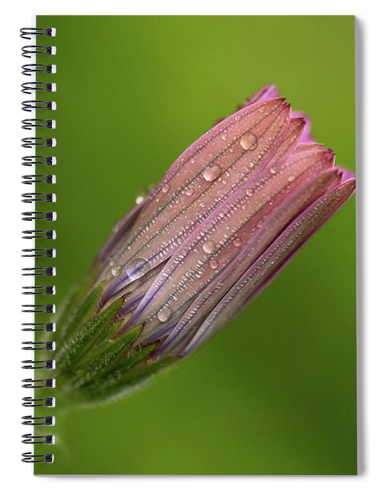 Fine Art Spiral Notebook featuring the photograph Raindrops by Average Images
