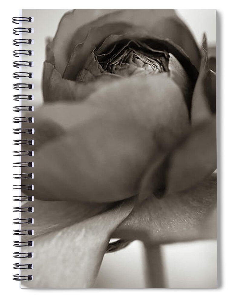 Ranunculus Spiral Notebook featuring the photograph Ranunculus BNW Sepia Tone by Mary Anne Delgado