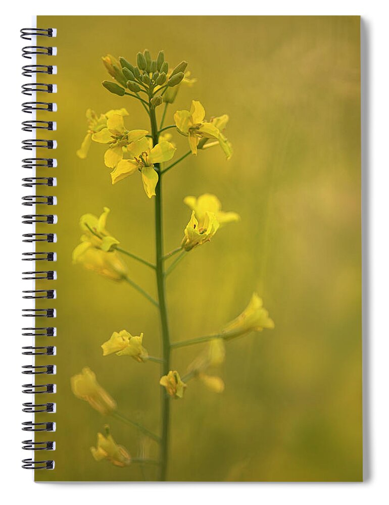 Rapeseed Spiral Notebook featuring the photograph Rapeseed flowers by Karen Rispin
