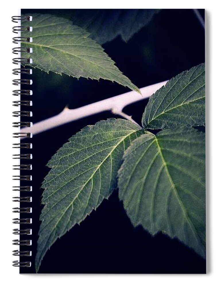 Raspberry Spiral Notebook featuring the photograph Raspberry Leaves by RicharD Murphy
