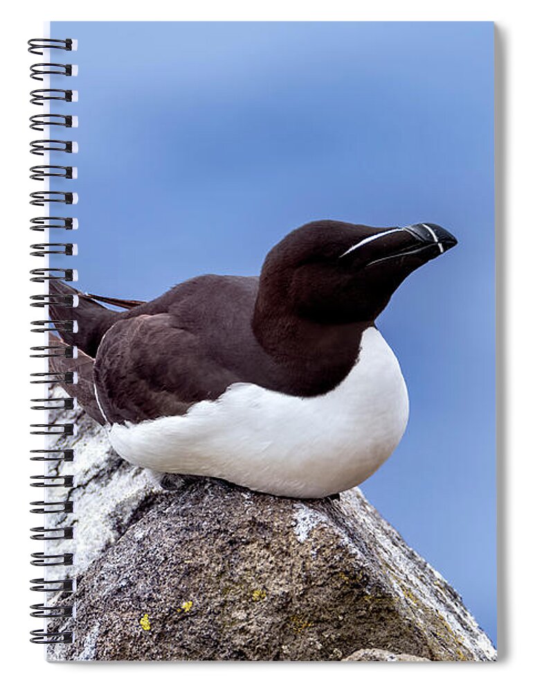 Bird Spiral Notebook featuring the photograph Razorbill by Kuni Photography