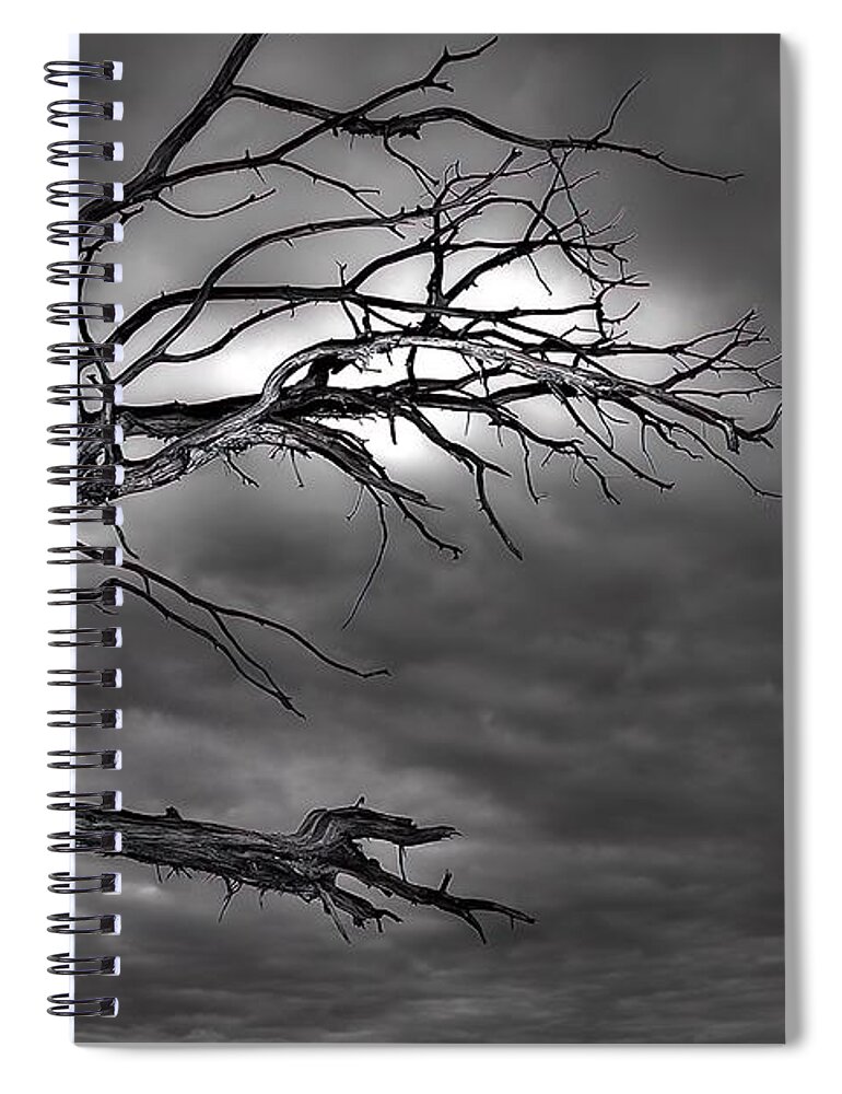Branches Spiral Notebook featuring the photograph Reaching by DArcy Evans