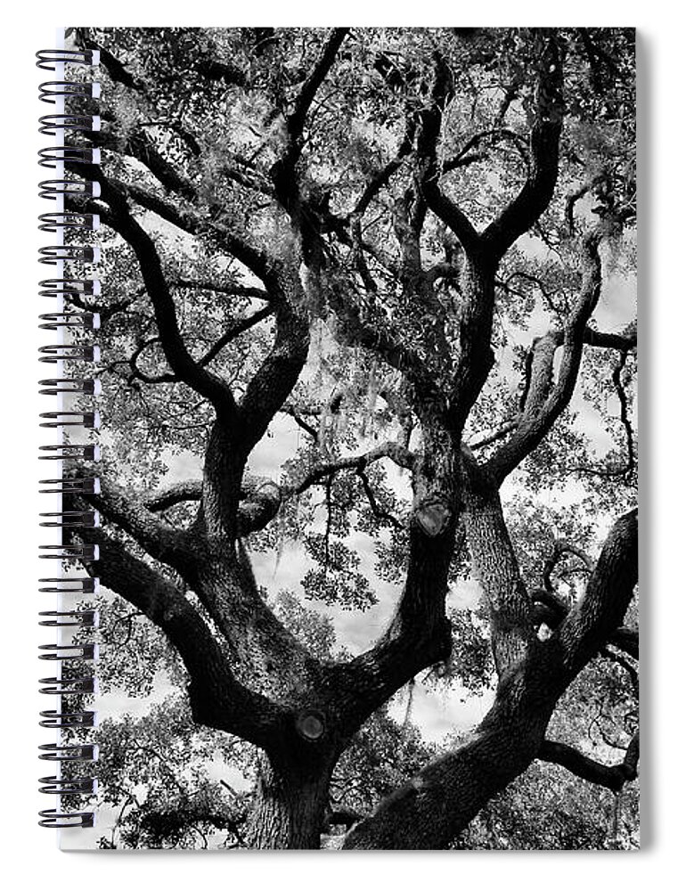 Photo For Sale Spiral Notebook featuring the photograph Reaching Out by Robert Wilder Jr