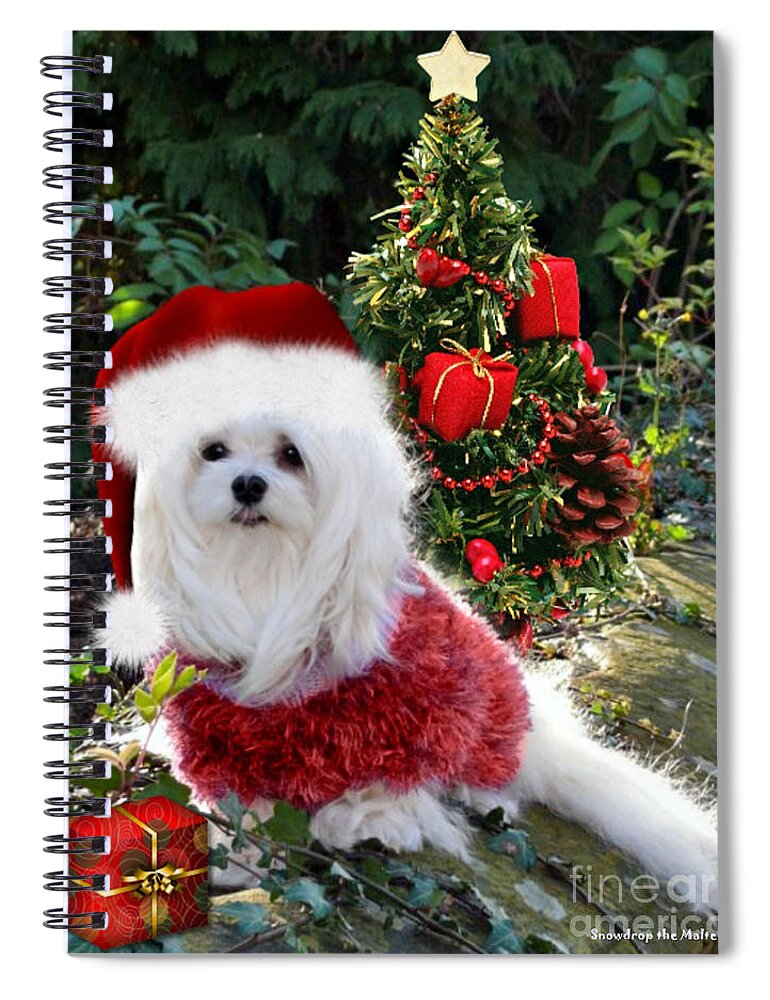 Maltese Dog Christmas Spiral Notebook featuring the mixed media Ready for Christmas by Morag Bates