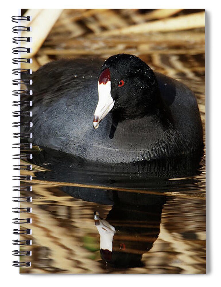 Ready For My Close-up Spiral Notebook featuring the photograph Ready for My Close-Up -- American Coot in Kern National Wildlife Refuge, California by Darin Volpe