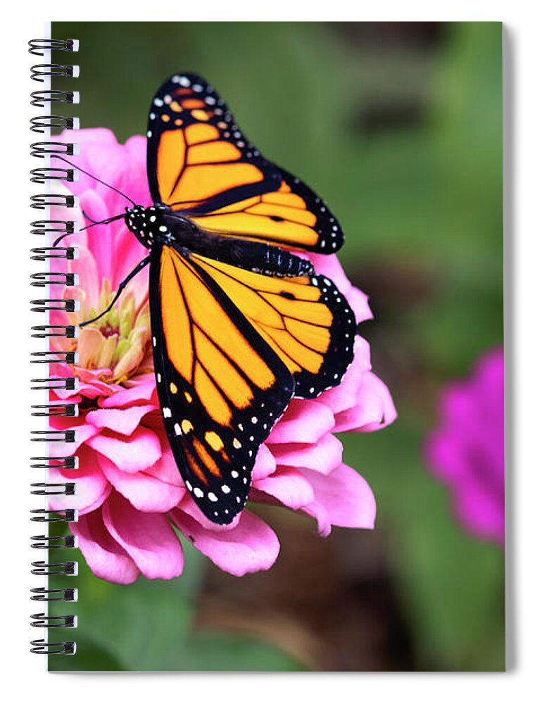 Butterfly Spiral Notebook featuring the photograph Ready for Takeoff by Patty Colabuono