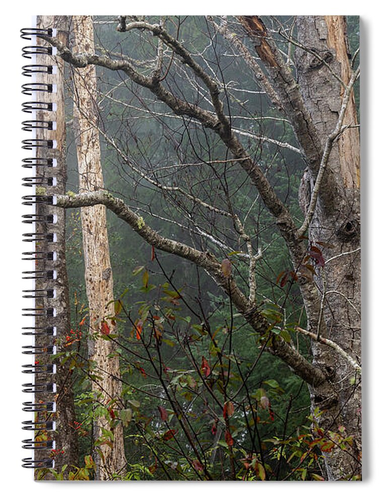 Alder Snags Spiral Notebook featuring the photograph Red Alder Snags in Fog by Robert Potts