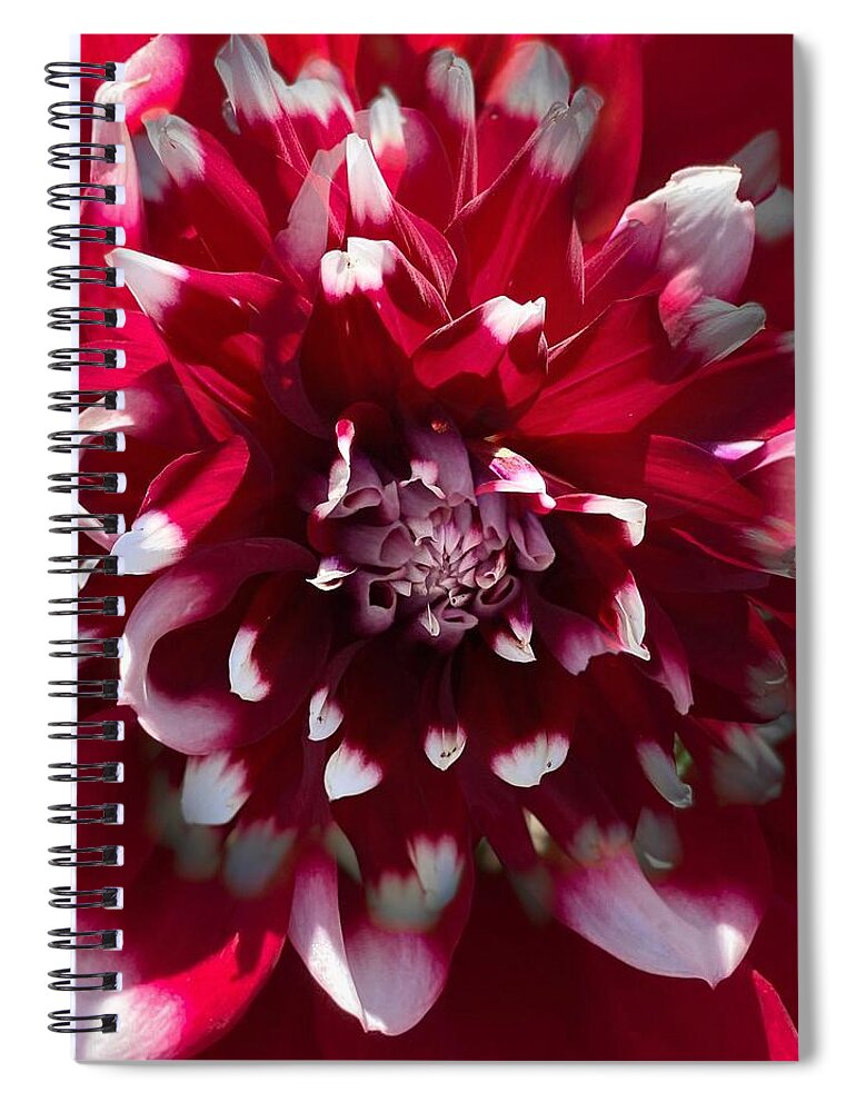 Flower Spiral Notebook featuring the photograph Red and White Dahlia by Jerry Abbott