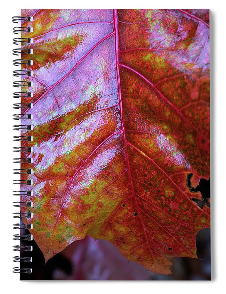 Red Spiral Notebook featuring the photograph Red autumn leaf by Anges Van der Logt