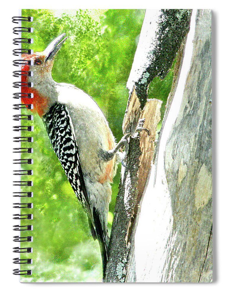 Fauna Spiral Notebook featuring the digital art Red-Bellied Woodpecker by Mariarosa Rockefeller