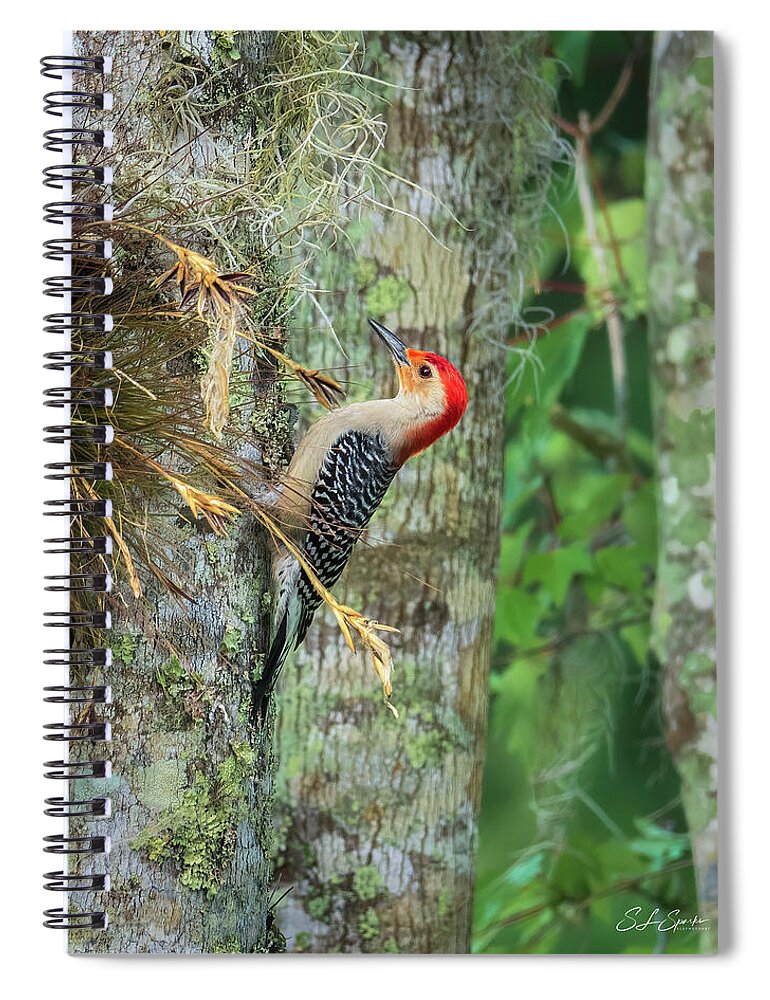 Red-bellied Woodpecker Spiral Notebook featuring the photograph Red-bellied Woodpecker by Steven Sparks