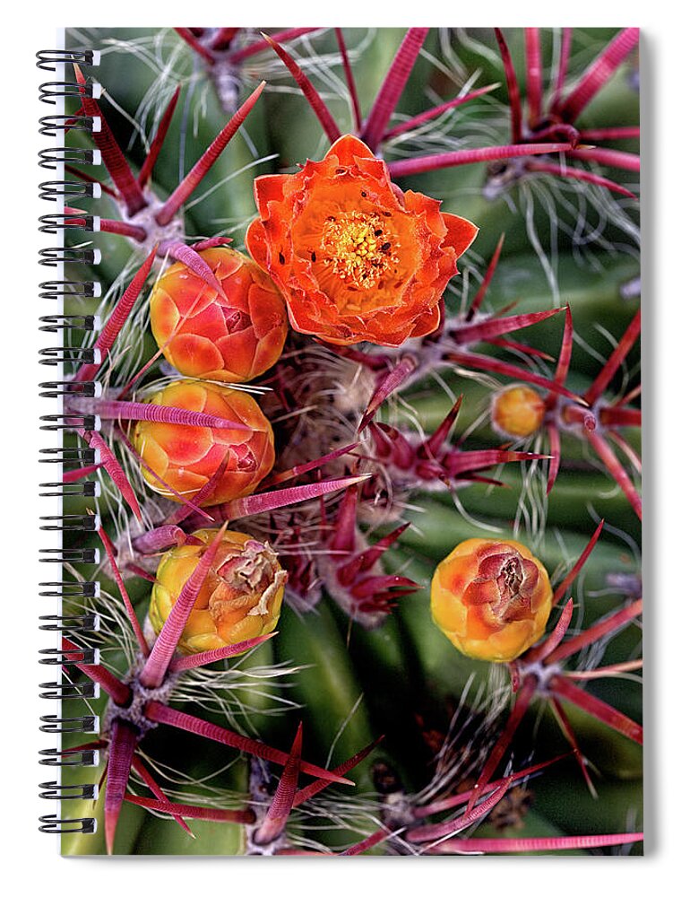 Cactus Spiral Notebook featuring the photograph Red Cactus Blossoms by Bob Falcone