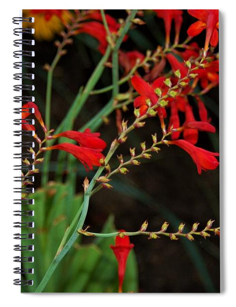 Red Spiral Notebook featuring the photograph Red Flowers for You by James Cousineau