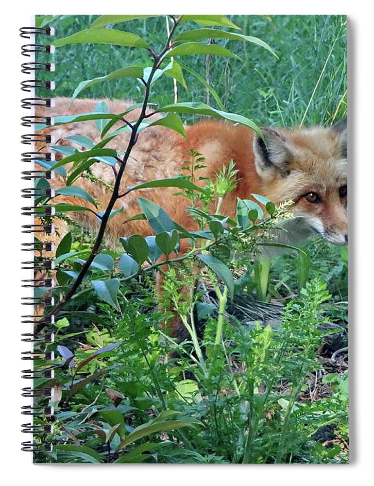 Red Fox Spiral Notebook featuring the photograph Red Fox by Lyuba Filatova