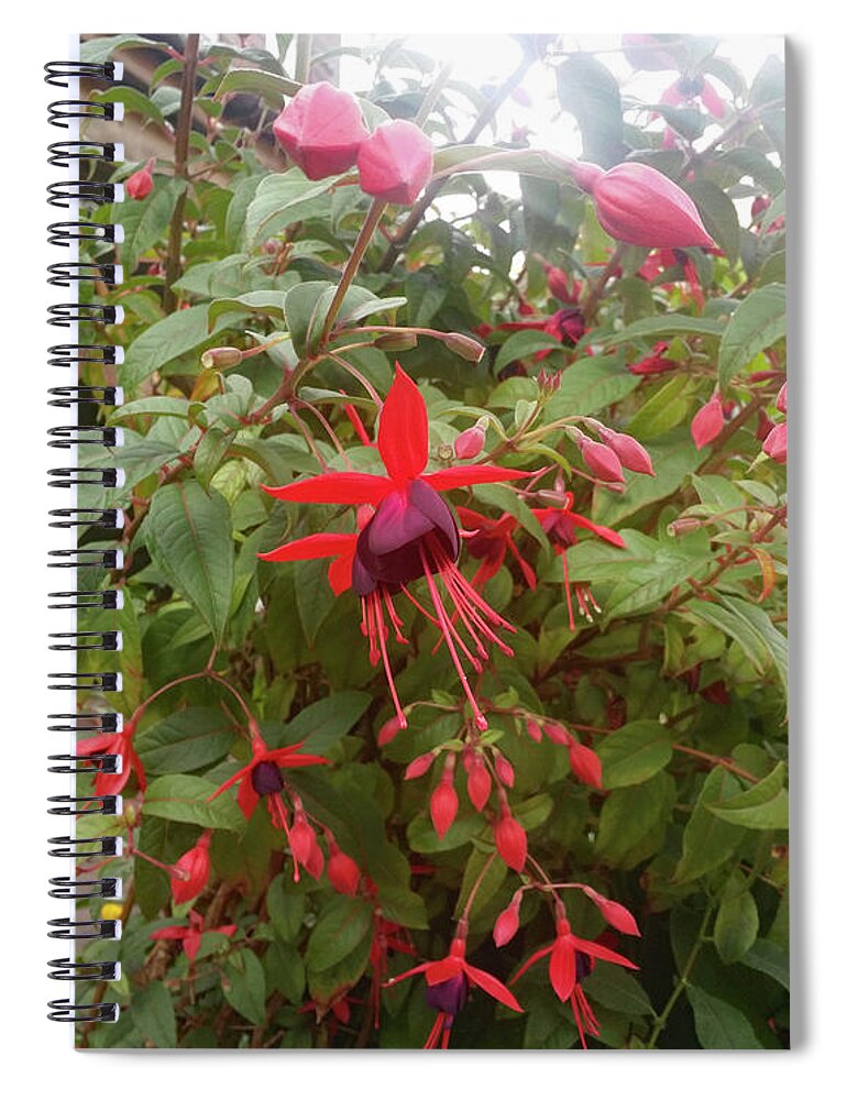Fuchsias Spiral Notebook featuring the photograph Red Fuchsias in Surrey by Roxy Rich