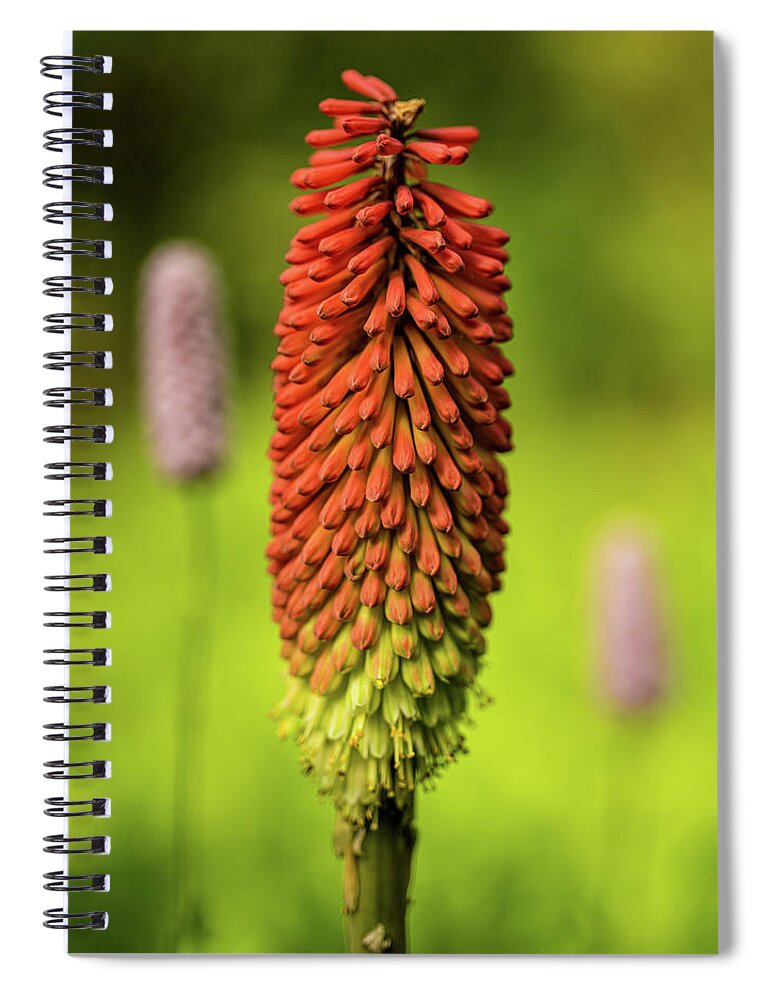 Spring Spiral Notebook featuring the photograph Red hot poker by Average Images