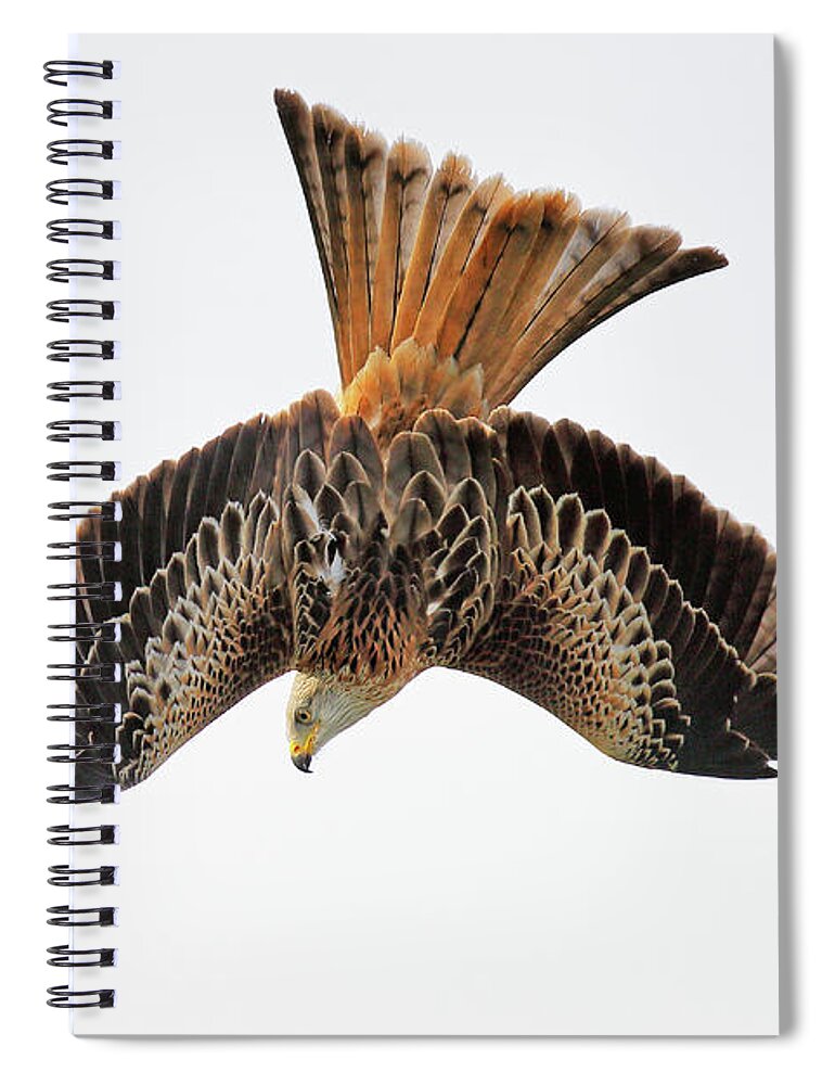 Red Kite Spiral Notebook featuring the photograph Red Kite bird of prey in flight by Grant Glendinning