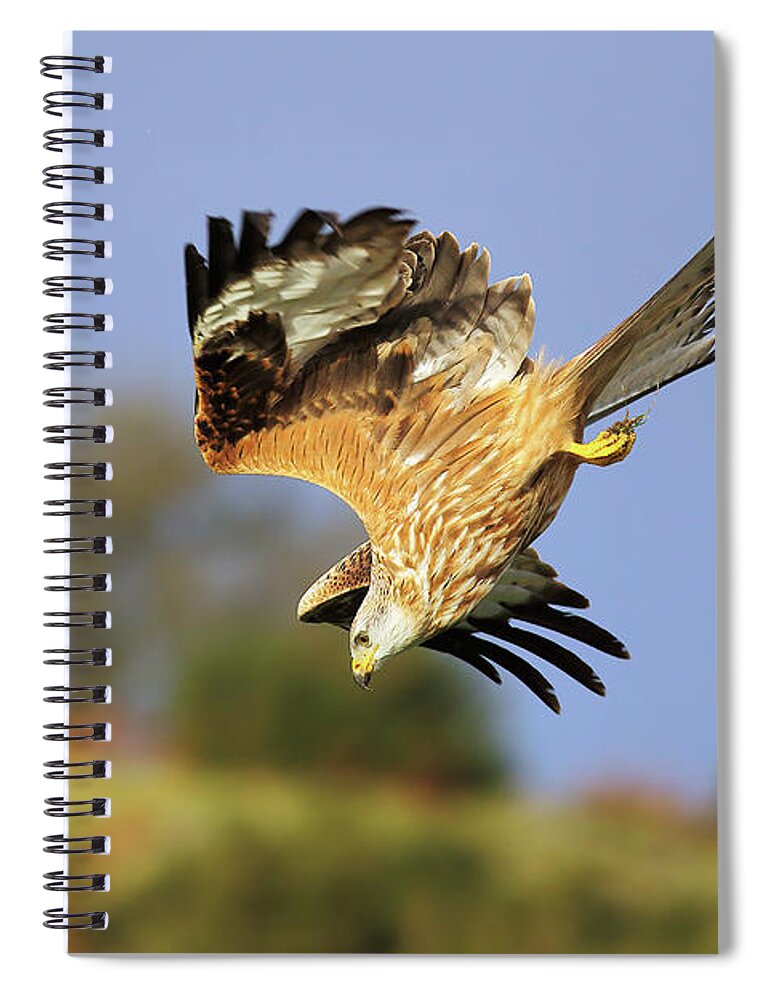 Bird In Flight Spiral Notebook featuring the photograph Red Kite diving by Grant Glendinning