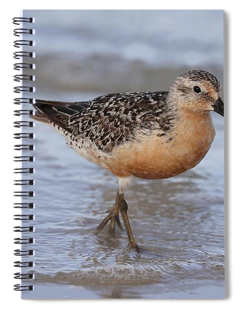 Red Knot Spiral Notebook featuring the photograph Red Knot by Mingming Jiang