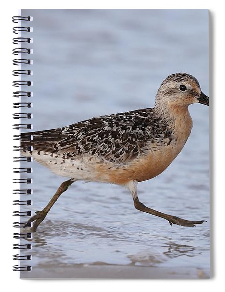 Red Knot Spiral Notebook featuring the photograph Red Knot on the Run by Mingming Jiang