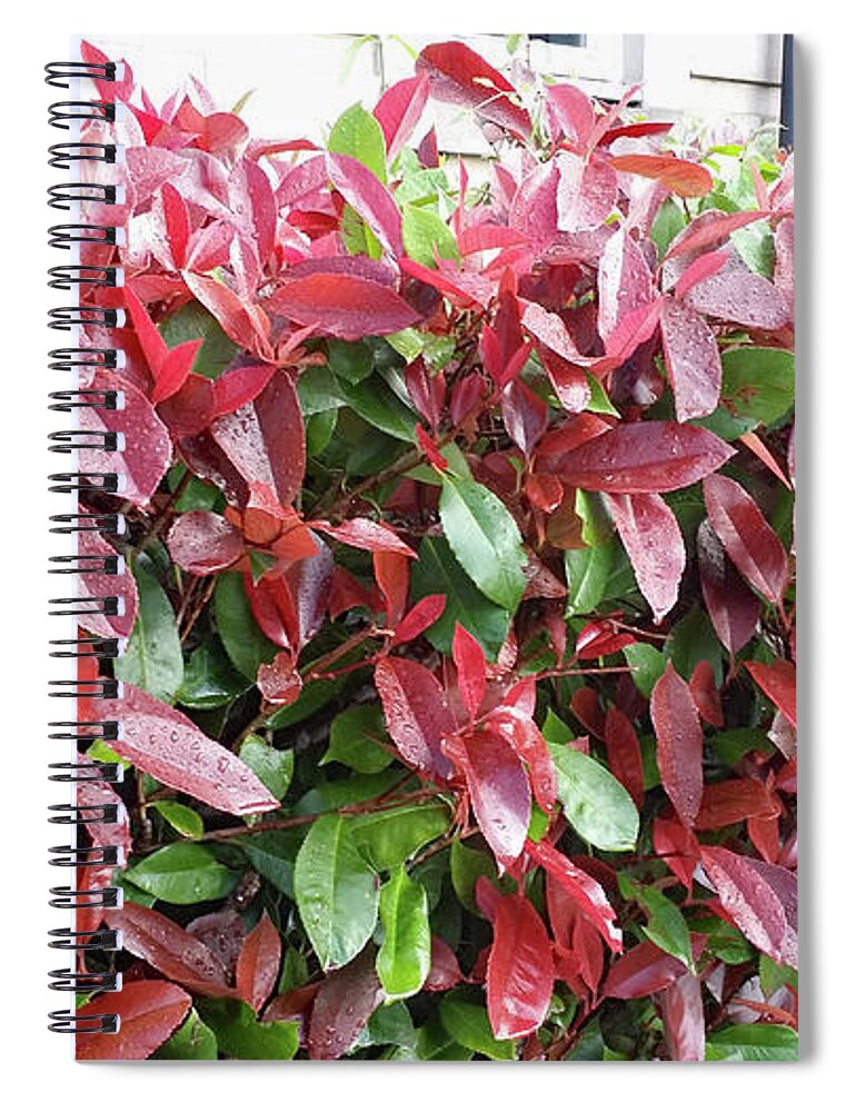 Plant Images Spiral Notebook featuring the painting Red Leaves in Cornwall by Roxy Rich