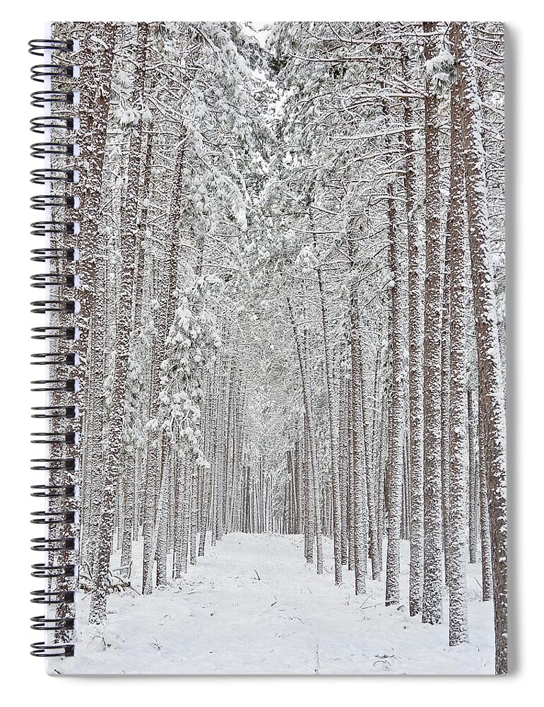 Winter Spiral Notebook featuring the photograph Red Pine in the Winter Time by Michael Peychich