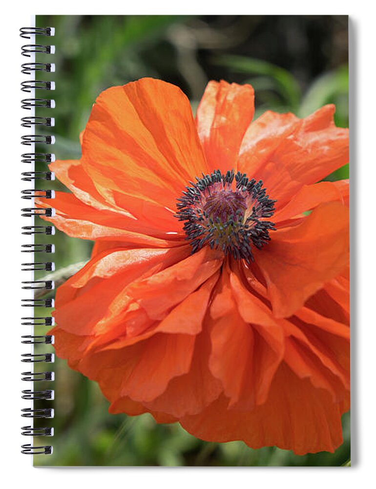 Poppy Spiral Notebook featuring the photograph Red poppy blooms on the green summer meadow by Adriana Mueller