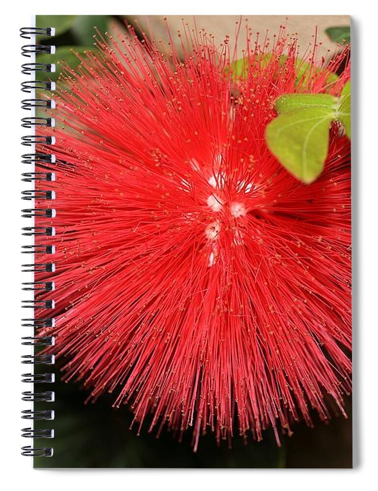 Red Powder Puff Spiral Notebook featuring the photograph Red Powder Puff Flower by Mingming Jiang