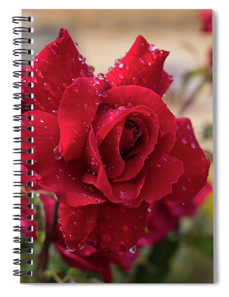 Bloom Spiral Notebook featuring the photograph Red rose and sparkling water pearls by the pool by Adriana Mueller