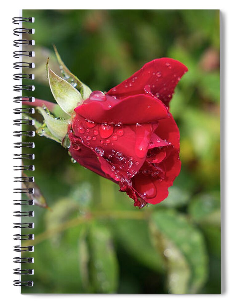 Rose Spiral Notebook featuring the photograph Red rose bud with water pearls by Adriana Mueller