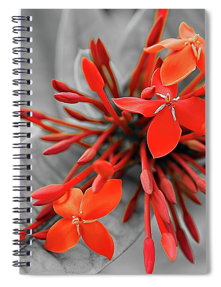 Asia Spiral Notebook featuring the photograph Red scarlet ixora by Jean-Luc Farges