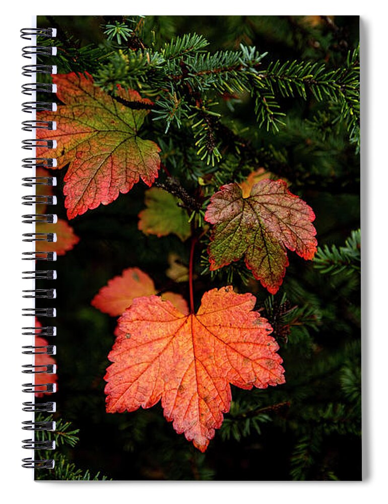 Alaska Spiral Notebook featuring the photograph Red September by Fred Denner