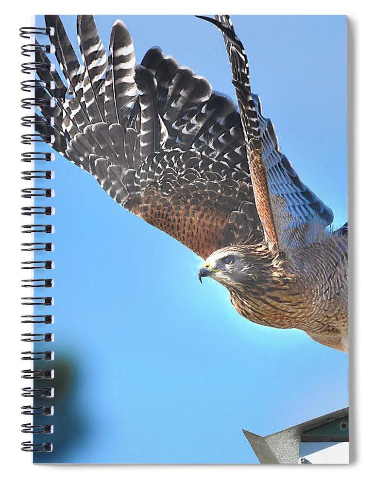 Red Shoulder Hawk Spiral Notebook featuring the photograph Red Shoulder Hawk Taking Off by Jerry Griffin