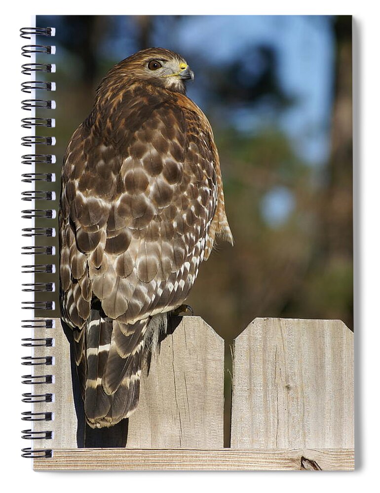  Spiral Notebook featuring the photograph Red-Shouldered Hawk by Heather E Harman