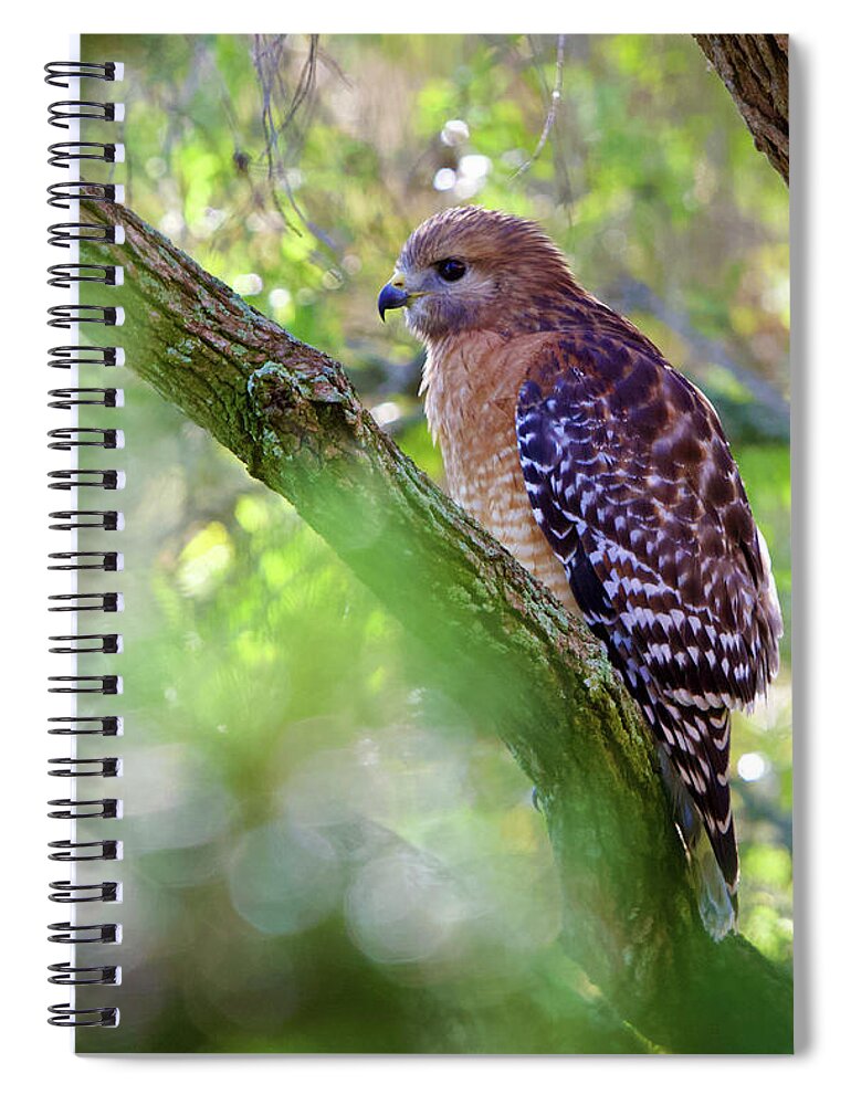 Red Shouldered Hawk Spiral Notebook featuring the photograph Red Shouldered Hawk by Kandy Hurley