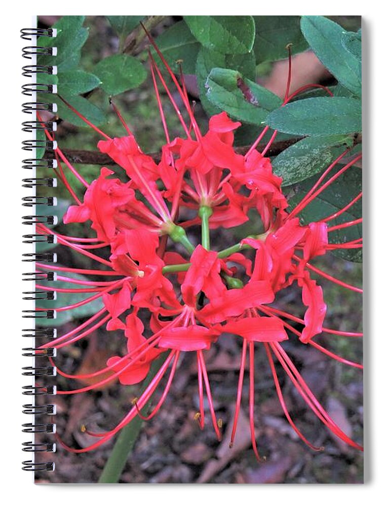 Flower Spiral Notebook featuring the photograph Red Spider Lily Stare by Ed Williams