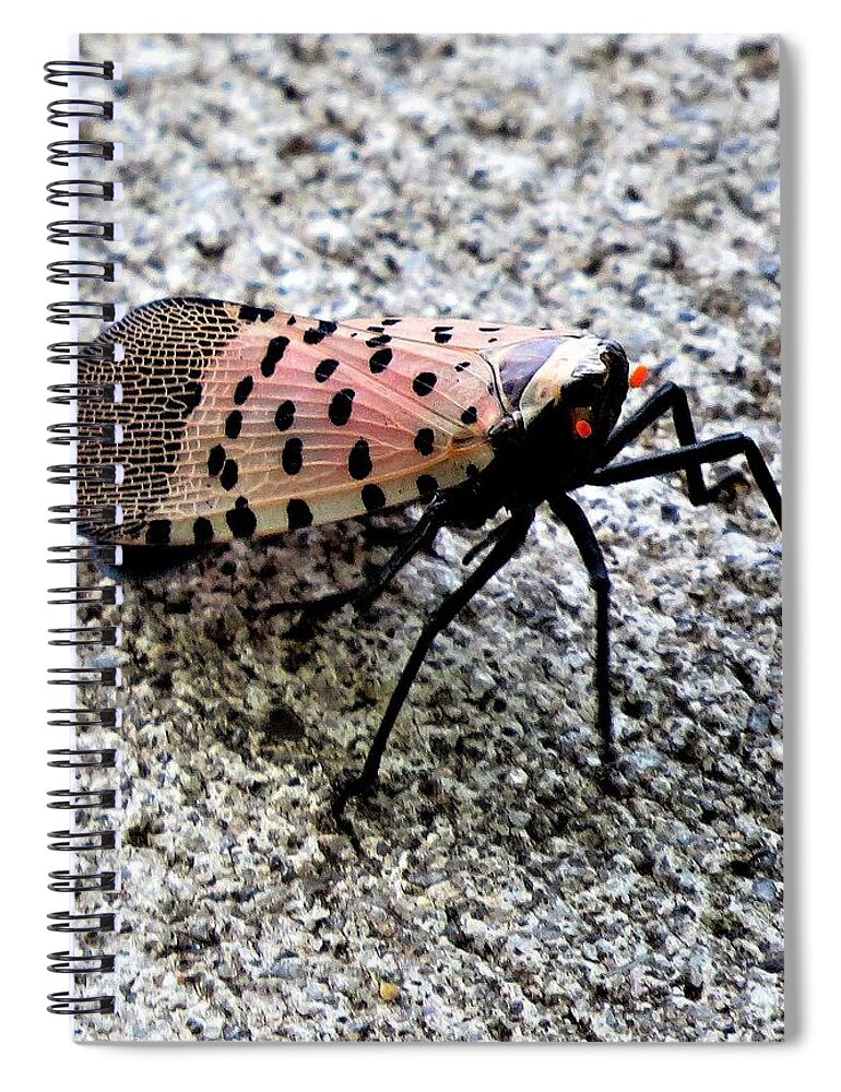 Insects Spiral Notebook featuring the photograph Red Spotted Lanternfly Closeup by Linda Stern