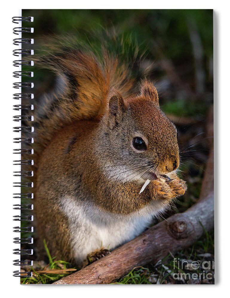 Red Squirrel Spiral Notebook featuring the photograph Red Squirrel eating Sunflower Seeds by Lorraine Cosgrove