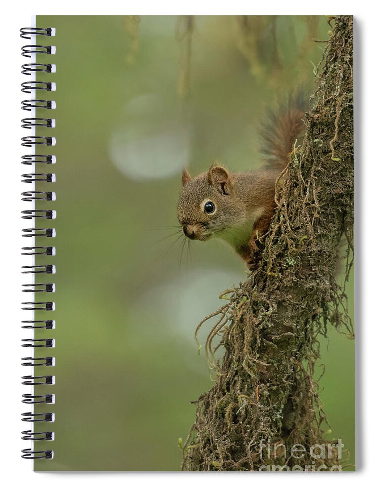 Red Squirrel Spiral Notebook featuring the photograph Red Squirrel Peeks out from Mossy Tree by Nancy Gleason